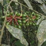 Guatteria australis Frukto