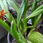 Oncidium crocidipterum Hoja