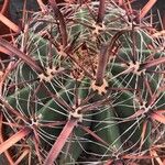 Ferocactus latispinus Лист