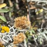 Schizogyne sericea Plod