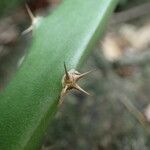 Acanthocereus tetragonus Φλοιός