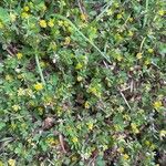 Trifolium dubium Habit