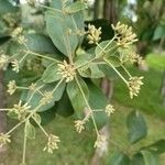 Cordia alliodora Levél