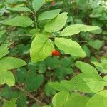 Lonicera canadensis Fruit