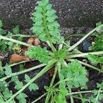 Lepidium didymum Feuille