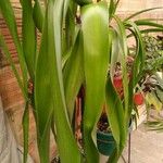 Albuca bracteata Hoja