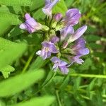 Astragalus danicus Flower