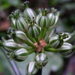 Psychotria sonkeana Fruit