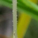 Cynorkis ridleyi Beste bat