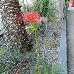 Lycoris radiata Hábito
