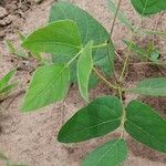 Mucuna pruriens पत्ता