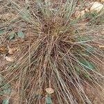 Festuca filiformis Liść