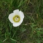 Calochortus gunnisonii Λουλούδι