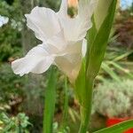 Gladiolus × hybridus Flower