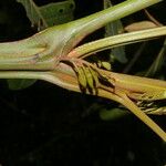 Tachigali costaricensis बार्क (छाल)