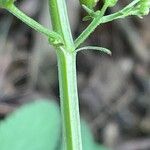 Scrophularia auriculata Casca