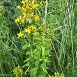 Hypericum hirsutum Fleur