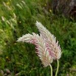 Trifolium angustifolium Λουλούδι