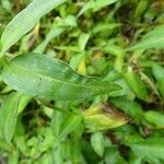 Commelina africana Leaf