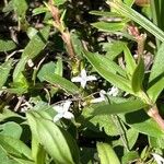 Diodia virginiana Flower