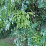 Fraxinus angustifolia 果實