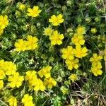 Potentilla puberula Fula