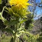 Carthamus arborescens Flower