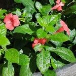 Barleria repens Flor