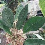 Anthurium scandens Hoja