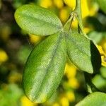 Cytisus nigricans Leaf