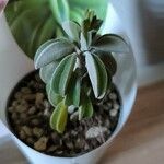 Peperomia dolabriformis Liść