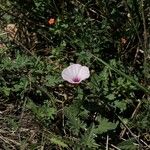 Convolvulus althaeoides Folla