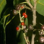 Alchornea discolor Fruit