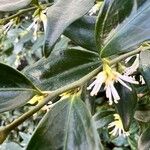 Sarcococca confusa Flower