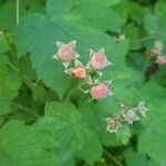 Rubus parviflorus Fruto