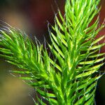 Lycopodium clavatum List