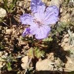 Erodium gruinum عادت داشتن