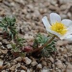 Ranunculus seguieri Habit