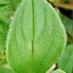 Richardia brasiliensis Hoja