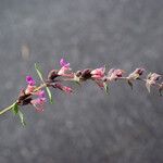 Teucrium divaricatum മറ്റ്