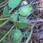 Aristolochia pistolochia Fruit