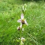Ophrys apifera Kukka
