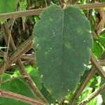 Passiflora miniata Leaf