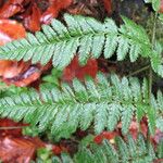 Dryopteris remota Blad