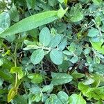 Alysicarpus ovalifolius Leaf