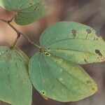 Piliostigma thonningii Φύλλο