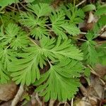 Dicentra cucullaria Ліст