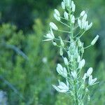 Ornithogalum narbonense Flower