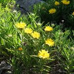 Inula ensifolia Flower