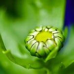 Anthemis chia Flor